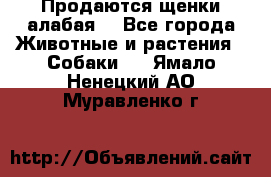 Продаются щенки алабая  - Все города Животные и растения » Собаки   . Ямало-Ненецкий АО,Муравленко г.